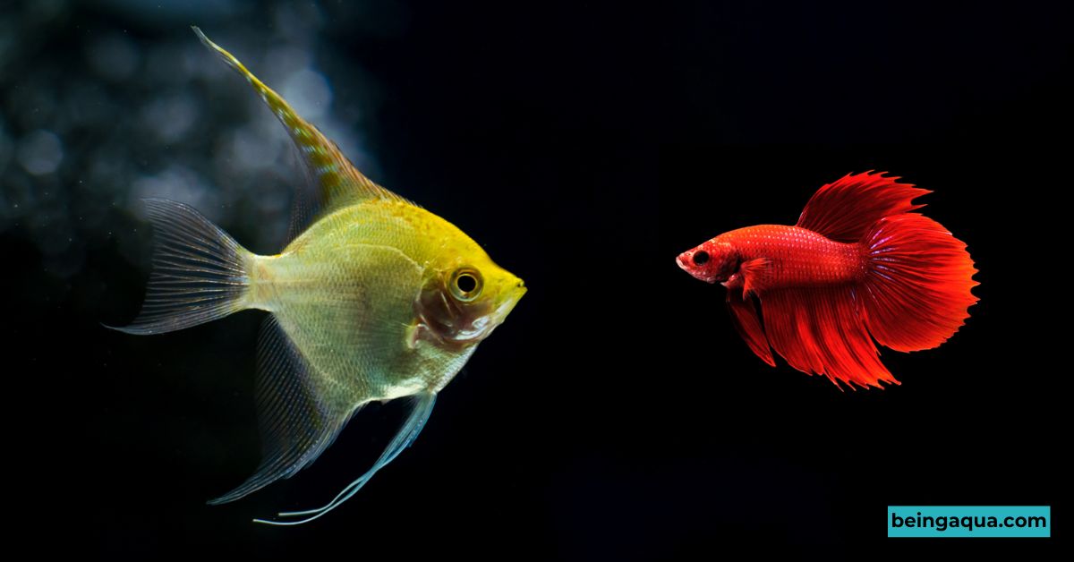 Can Angelfish Live With Betta 